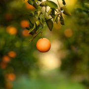 FRUIT